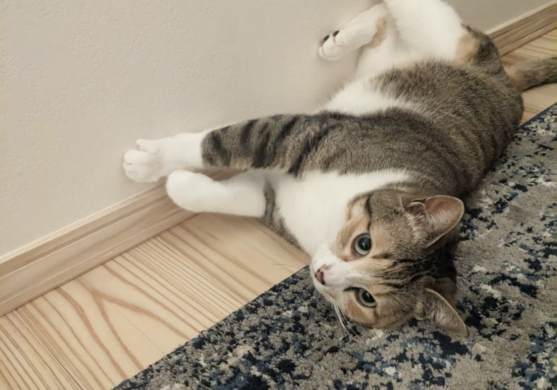 猫と暮らす間取り。