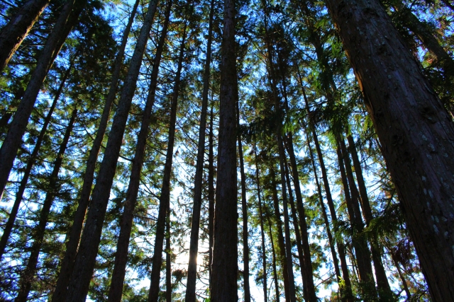 触り心地が決め手！「針葉樹」と「広葉樹」で異なる硬さと重さの真実