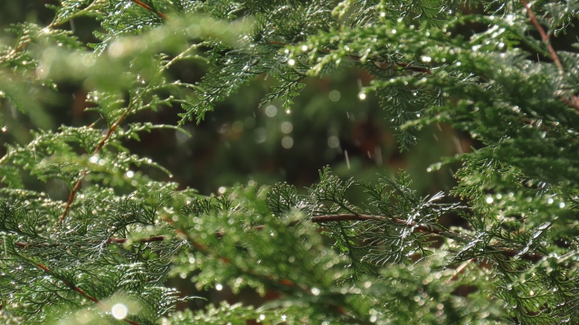 住まいに安らぎをもたらす無垢材の「香り」と「調湿」機能