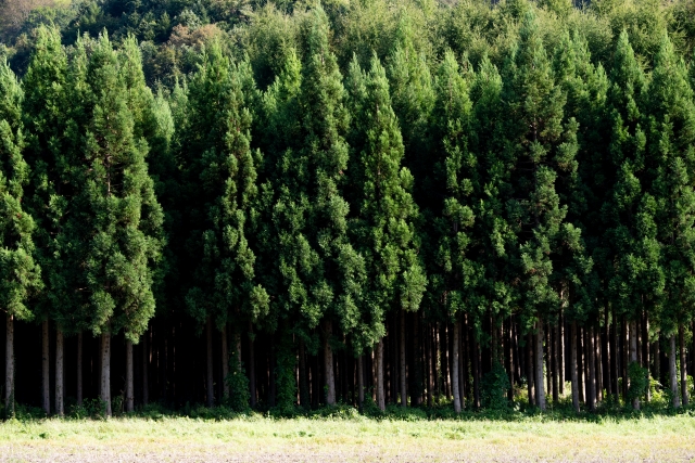 進化する杉と、次世代へつなぐ新しい森づくり
