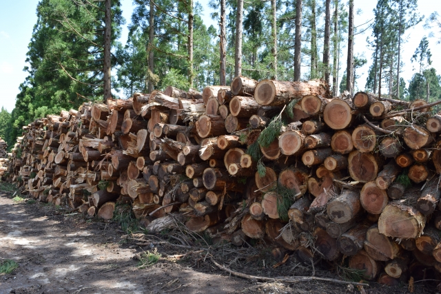 「伐って、使って、植える」が森を救う理由