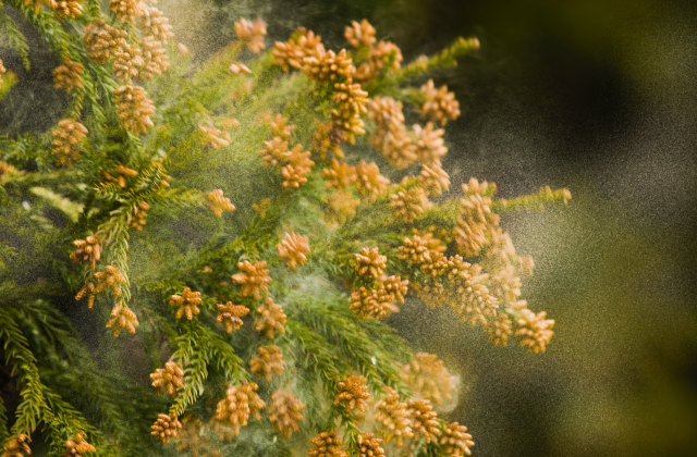 花粉症が増え続ける背景と、放置された森の現実