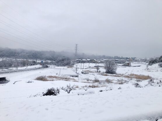 春の雪と福寿草（登坂）斉藤林業スタッフブログ