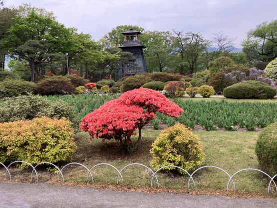 桜のあとは（福富）斉藤林業スタッフブログ