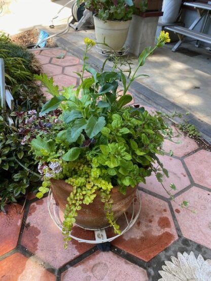 見て食べてと欲張りなアレンジの寄せ植え（齋藤）斉藤林業スタッフブログ