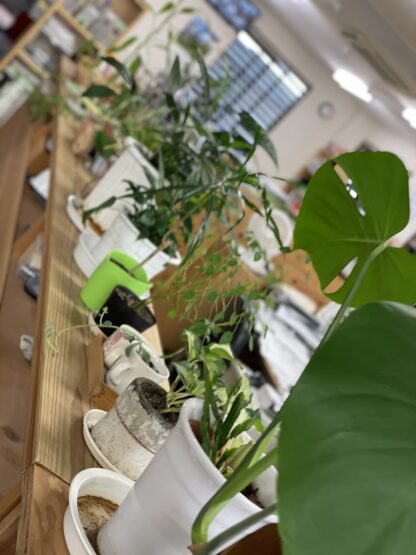 前橋支店デザインセンターより(渡部)斉藤林業スタッフブログ