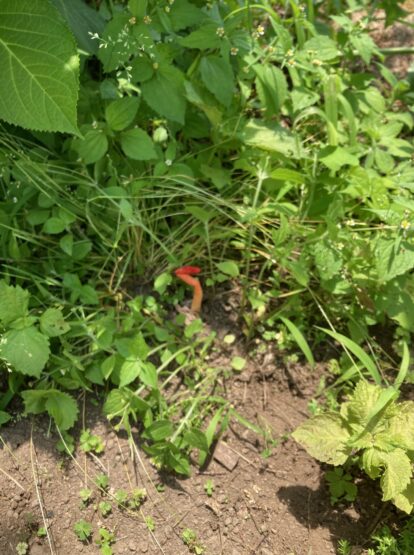 お庭での遭遇（篠原）斉藤林業スタッフブログ