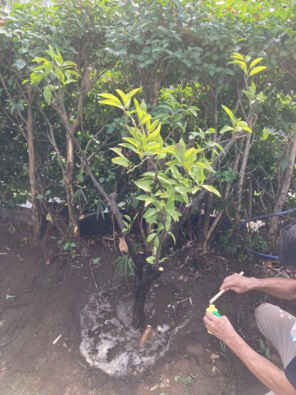 植栽の移動🌲（平田）斉藤林業スタッフブログ