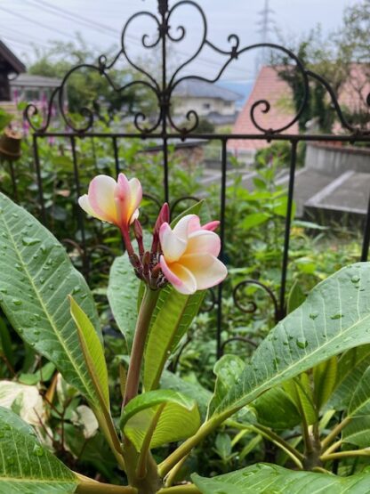 プルメリアが咲きました！！🌹（齋藤）斉藤林業スタッフブログ