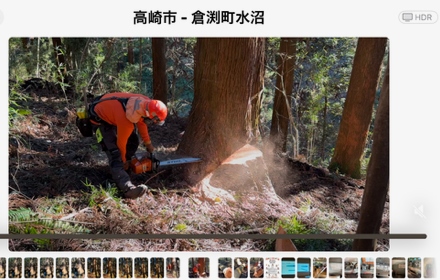 100年杉の伐採と製材