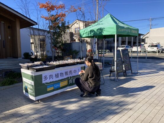 多肉植物のお正月（青木）斉藤林業スタッフブログ