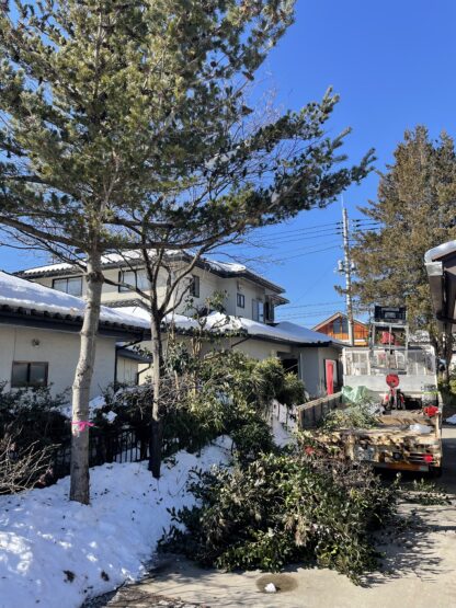 伐採と剪定（新井）斉藤林業スタッフブログ
