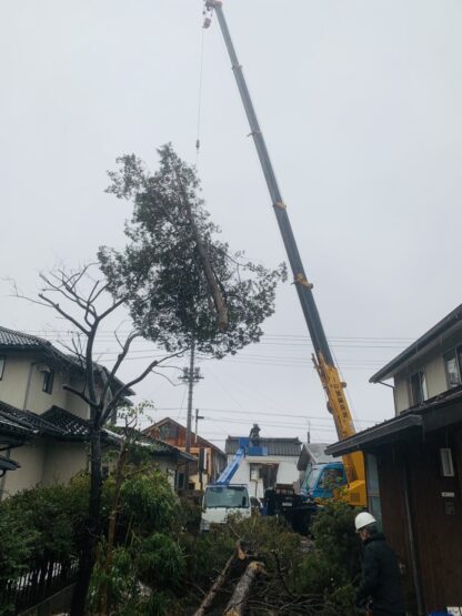 伐採と剪定part２（新井）斉藤林業スタッフブログ
