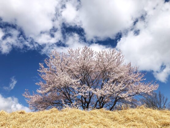 桜と虹（登坂）斉藤林業スタッフブログ