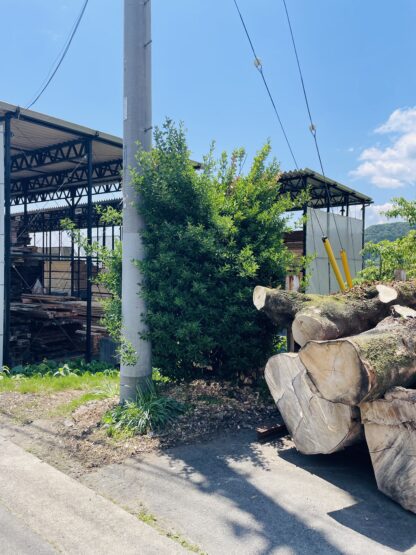 刈り込み剪定（新井）斉藤林業スタッフブログ