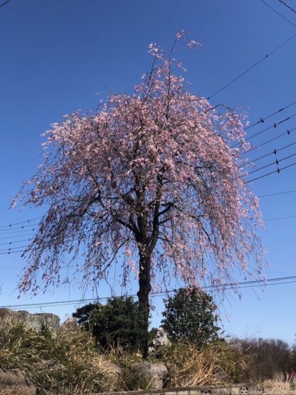 花火大会？（小澤）斉藤林業スタッフブログ