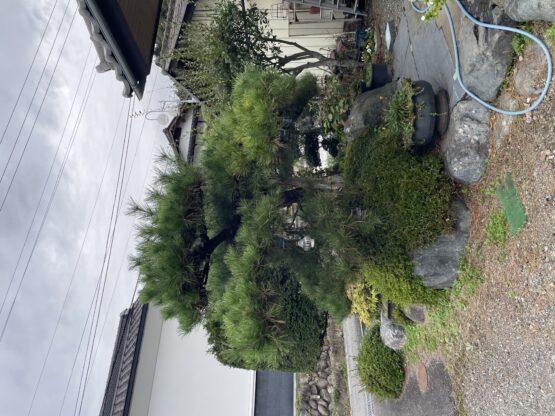 庭木の剪定（新井）斉藤林業スタッフブログ