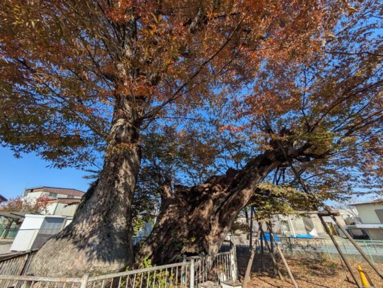地元の巨木を求めて②（丸山）斉藤林業スタッフブログ
