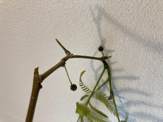 花が咲くんですね～（中島）斉藤林業スタッフブログ