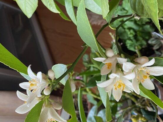 もう咲いてしまうの？(齋藤)斉藤林業スタッフブログ