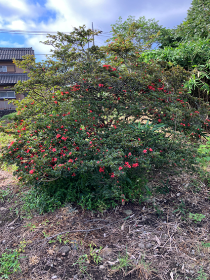 ツツジが咲き始めました（福富）　斉藤林業スタッフブログ
