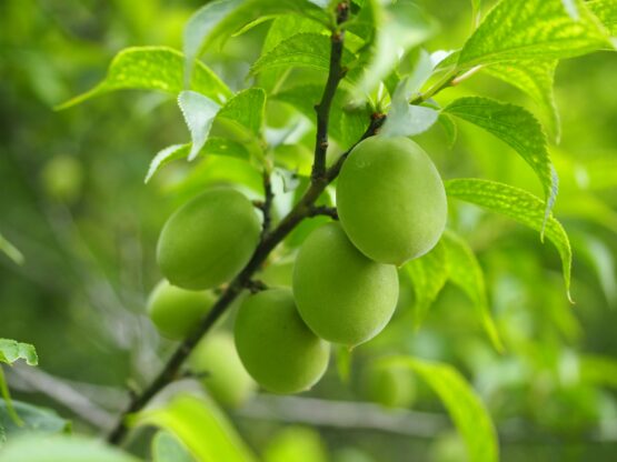 癒しの家庭菜園から(1-4)
